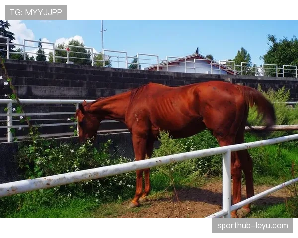 富里睡醒发现自家马场又多两匹纯血马，这月第几回了？